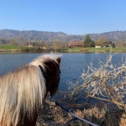 Reiten in Gattikon: Pferdepension & Stall Weiherschüür