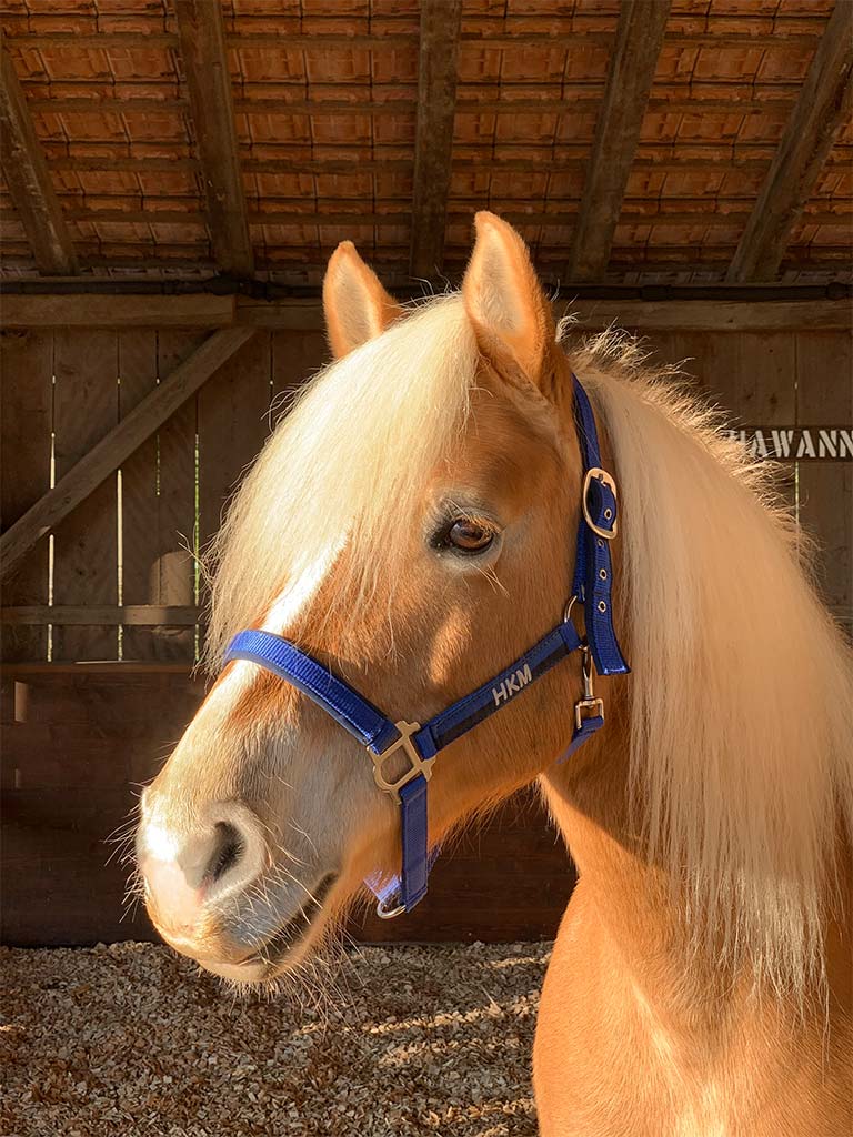 Stallbewohner Hawanna | Reiten in Gattikon