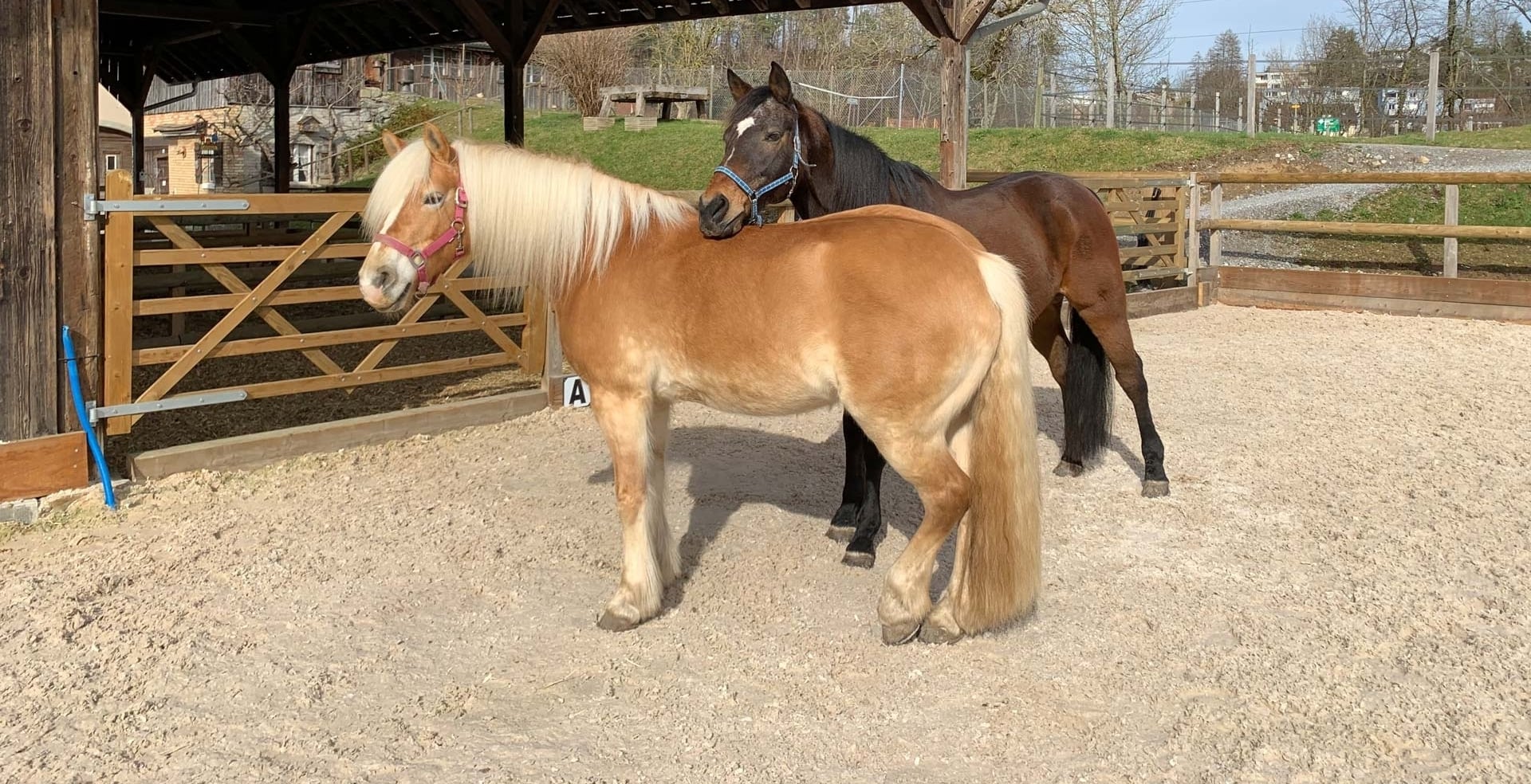Pferdepension & Reitstall in Gattikon | Weiherschüür