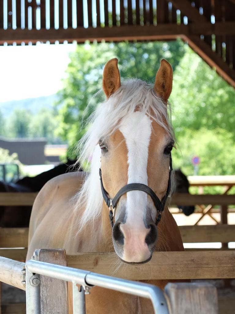 Stallbewohner Avalon | Reitstall in Thalwil